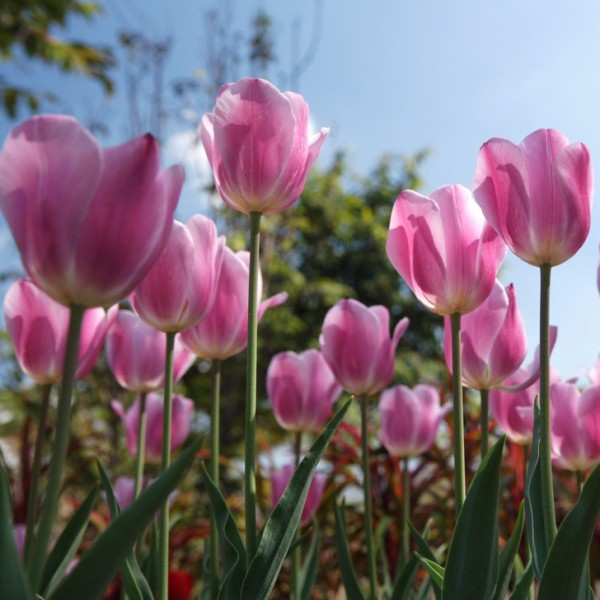 Name:  ทิวลิป1.JPG
Views: 98
Size:  71.6 KB