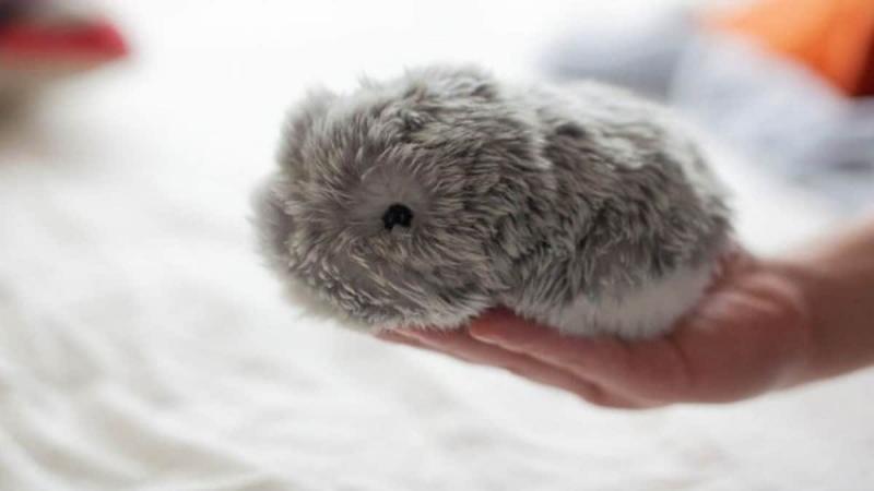 Name:  moflin-ai-pet-robot-ces-2021-c.jpg
Views: 609
Size:  25.1 KB