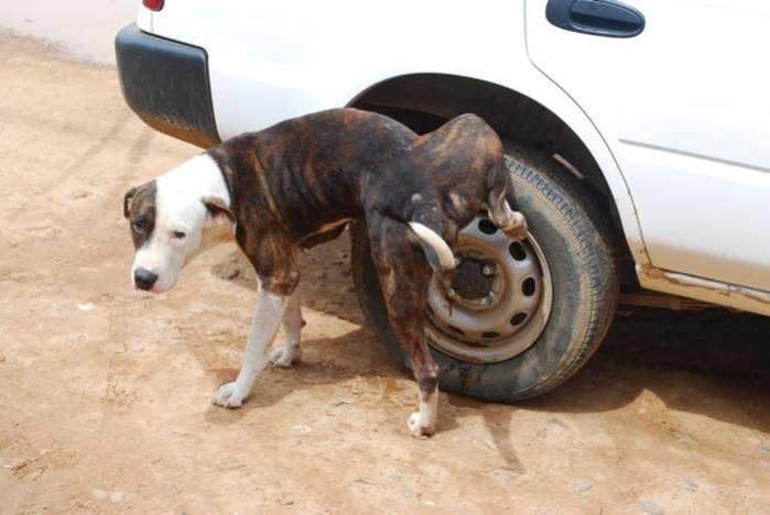 Name:  dogpissingoncarswheel-79ac.jpg
Views: 2163
Size:  33.5 KB